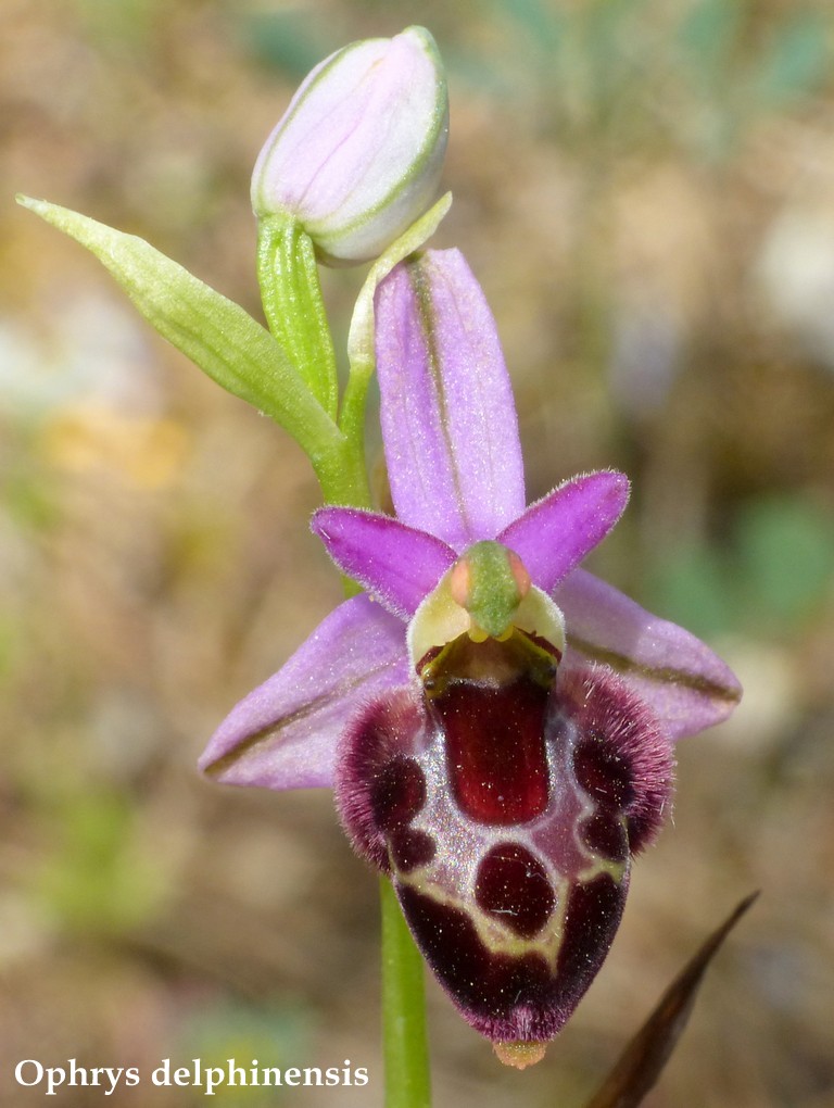 Grecia 23_25 aprile 2016  un fine settimana tra le orchidee.